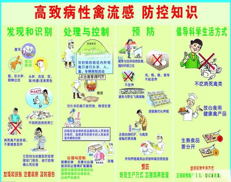 h7n9禽流感手抄报素材