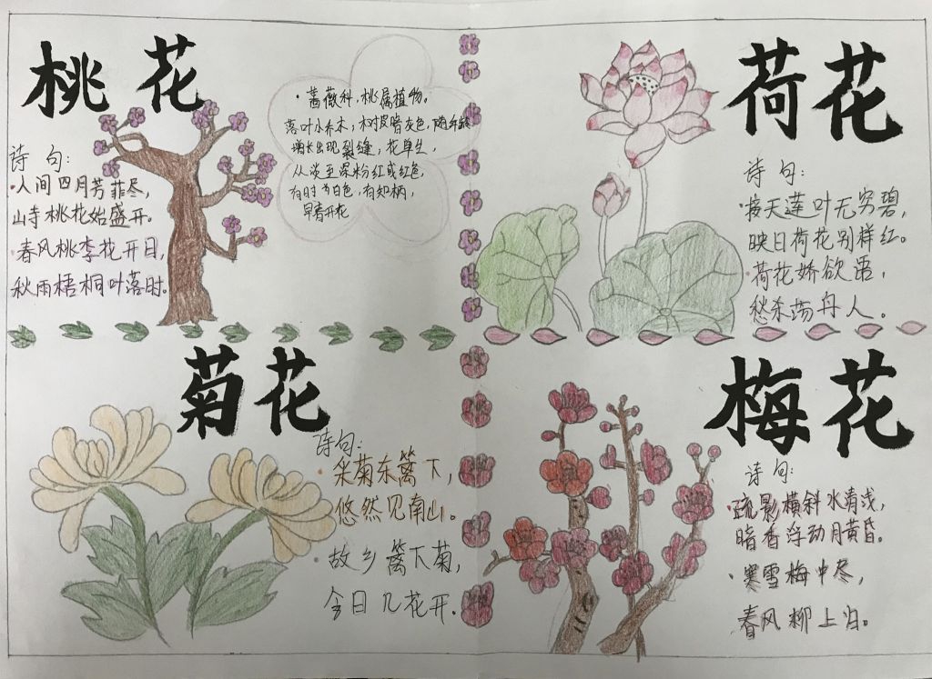 “花之魅”手抄报