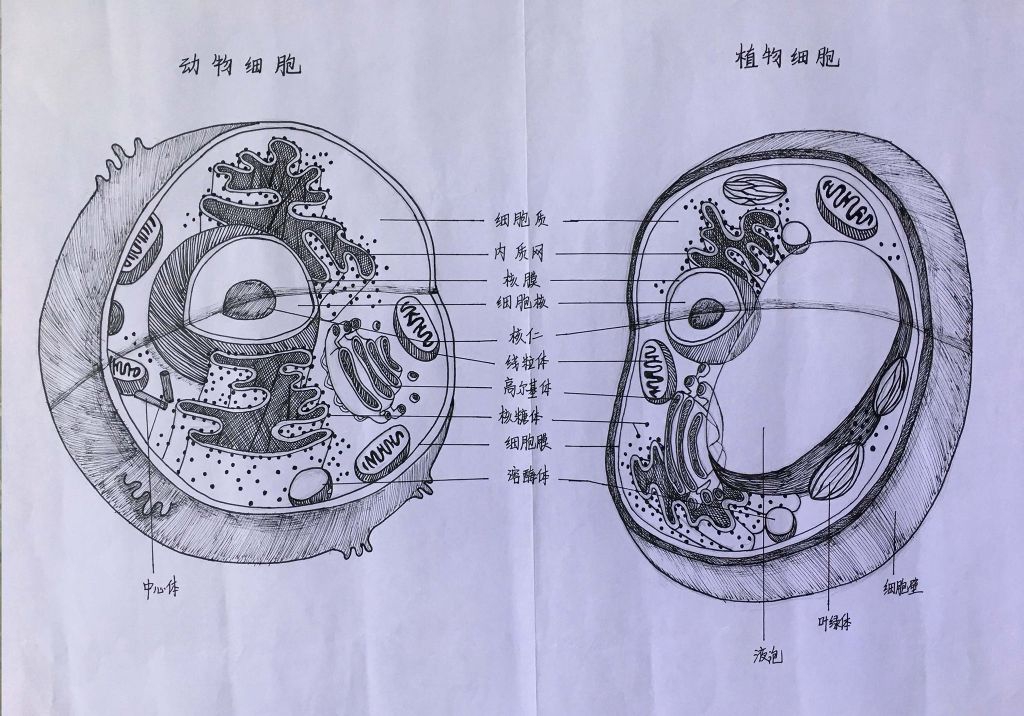 动物与植物细胞手抄报