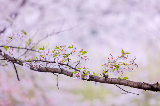 武汉樱花在哪个大学1