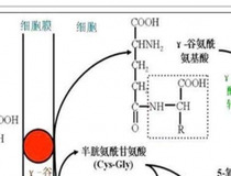 转氨酶高怎么办 对症下药，方能见效1