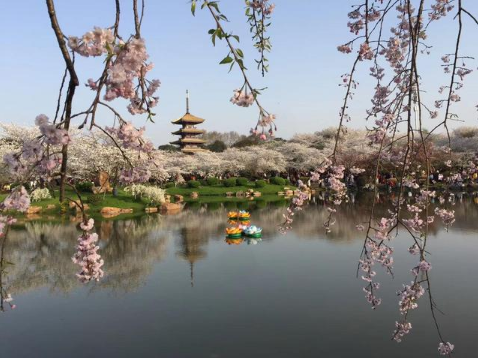 武汉樱花在哪个大学3