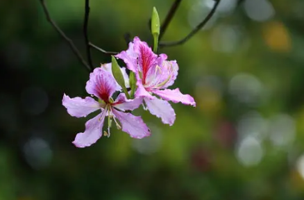 紫荆花冬天能开花吗 3