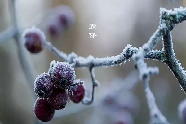 霜降为什么要吃鸭 霜降为什么要赏菊花