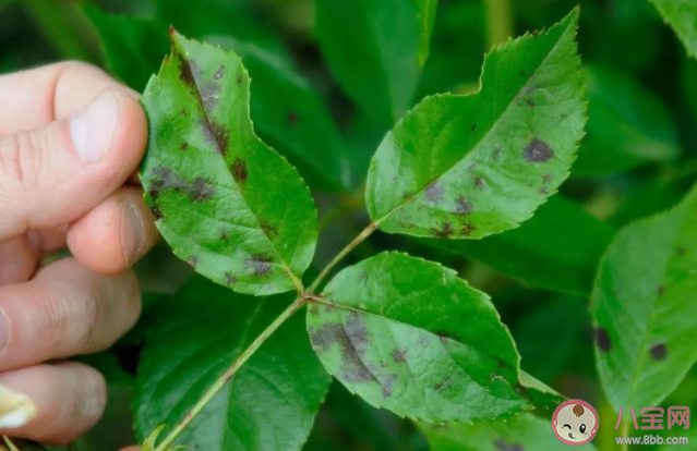 月季叶片上的褐色斑点是什么 月季花秋季病害防治方法是什么