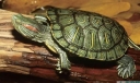 世界十大乌龟之最排行榜：巴西龟数量最多，棱皮龟世界最大