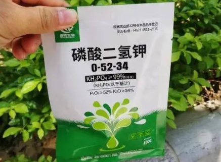 怎样用磷酸二氢钾给花施肥2