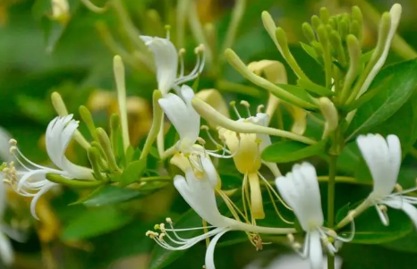 金银花怎么烘干1