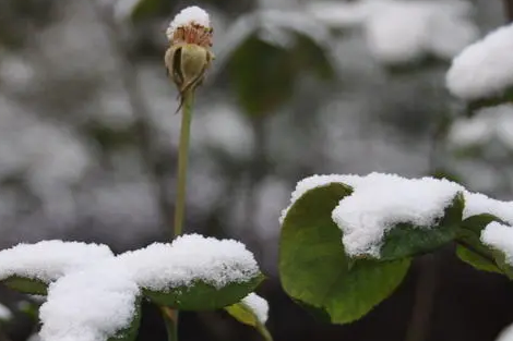 成都2022年春节会下雪吗1