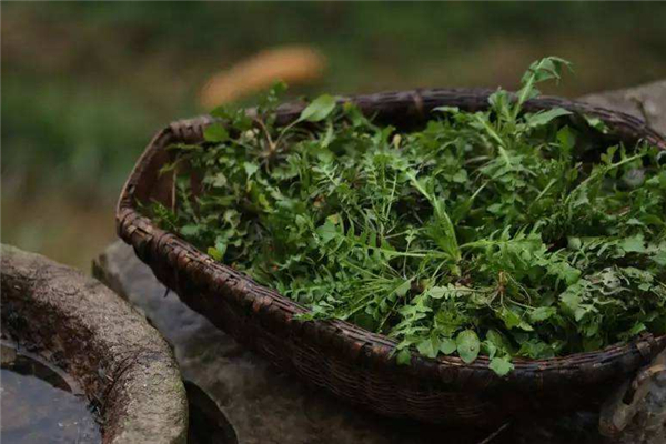 荠菜怎么腌制成咸菜 荠菜怎么做比较好吃