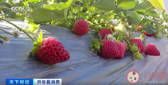 菠萝味草莓一斤150元 草莓都有哪些口味