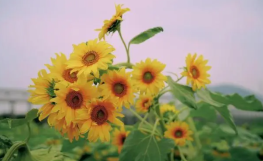 2022考送花一举夺魁要几朵向日葵3