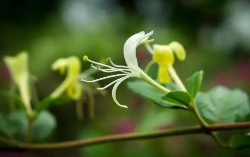 金银花是蒸好还是不蒸好1