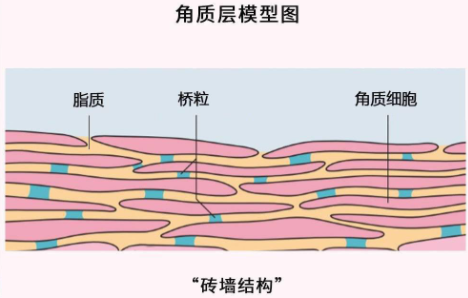 角质层薄怎么修复增厚3