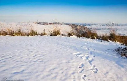 沈阳今年冬天雪多吗20221