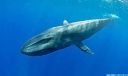 世界十大水生动物之最，虎鲸和蓝鲸均上榜