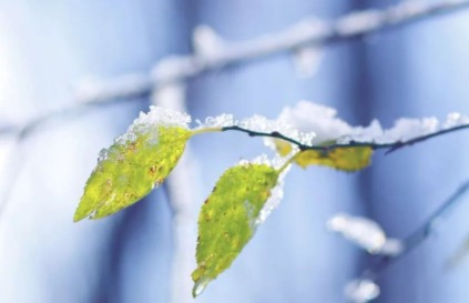 小雪节气下雨正常吗20213