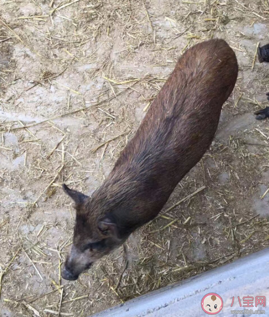 野猪泛滥成灾捕杀后能吃吗 为什么野猪泛滥成灾